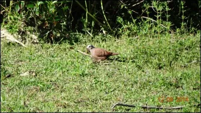 Niaiseries, choses sans intérêt !