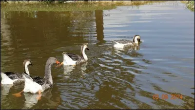 Etre mal habillé, être mal ...