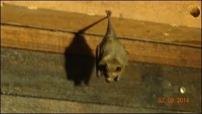 Autre nom du ris de veau !