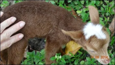 Pain du Nord de la France, ou coiffe d'étudiant !