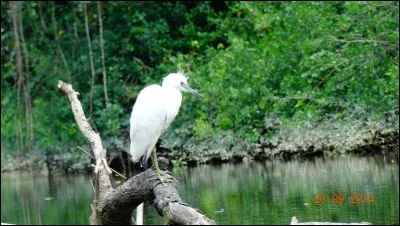 Lutin, esprit folet !