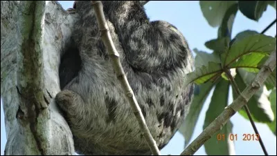 Entoure les épaules, le cou ou la tête !