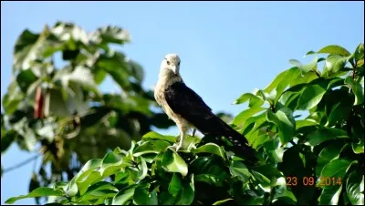 Harpon à long manche, à plusieurs dents, utilisé pour la capture des poissons plats !