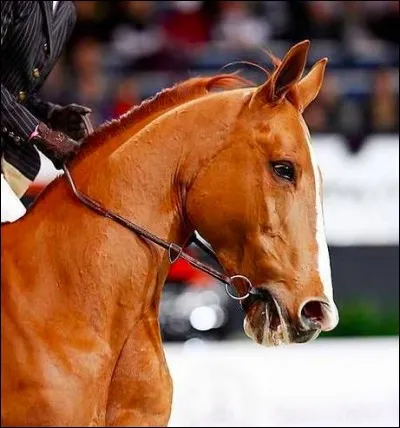 À quoi sert ce mors ?