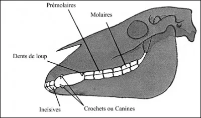 Où repose le mors ?