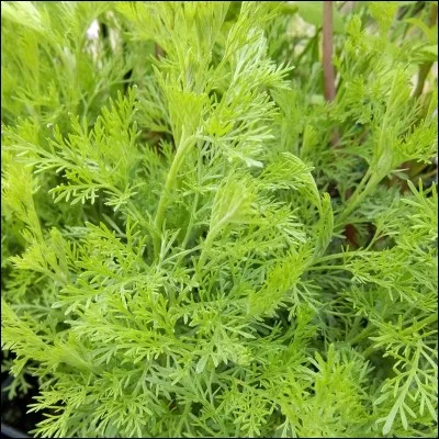 Laquelle de ces plantes est volubile ?