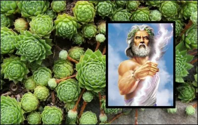 Réputée immortelle, à laquelle les Romains attribuaient la faculté d'éloigner la foudre. Quelle est-elle ?