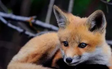 Quiz Animaux