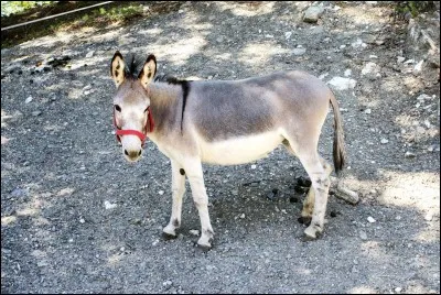 Quel animal préfères-tu ?