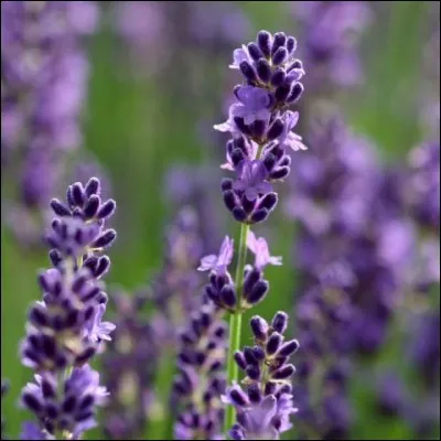 Combien y a-t-il de brins de lavande sur cette image ?