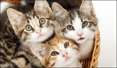 Combien y a-t-il de chats sur cette image ?