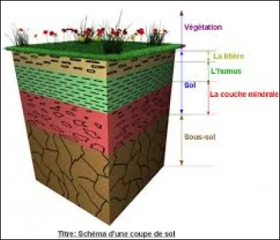 La formation du sol dépend de...