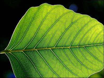 À quoi sert la photosynthèse?