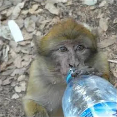 Que veut dire "payer en monnaie de singe" ?