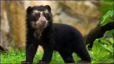 Quel est cet animal ?