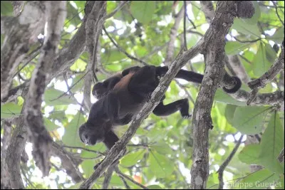 Quel est cet animal ?