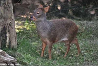Quel est cet animal ?