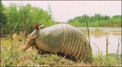 Quel est cet animal ?