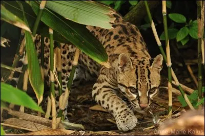 Quel est cet animal ?