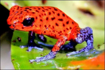 Quel est cet animal venimeux ?