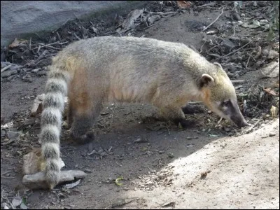 Quel est cet animal ?