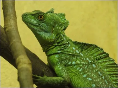 Quel est cet animal ?