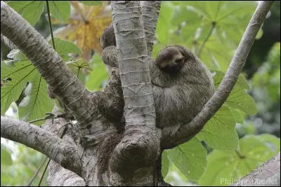 Quel est cet animal ?