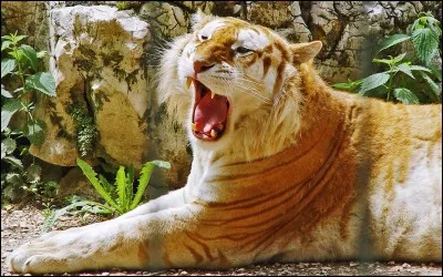 Quel est cet animal ?