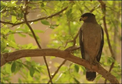 Quel est cet animal ?