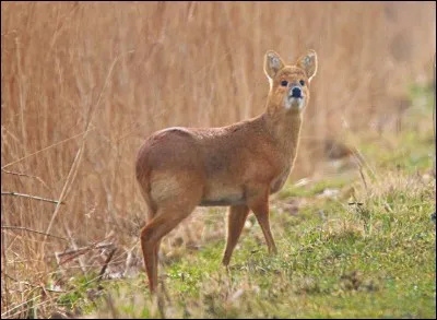 Quel est cet animal ?