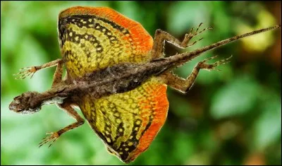 Quel est cet animal ?