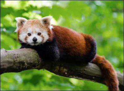 Quel est cet animal ?