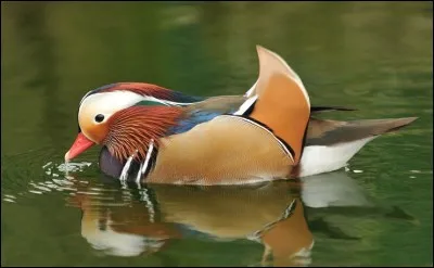 Quel est cet animal ?