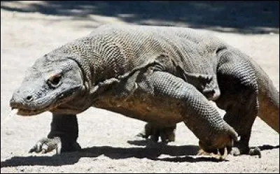 Quel est cet animal ?