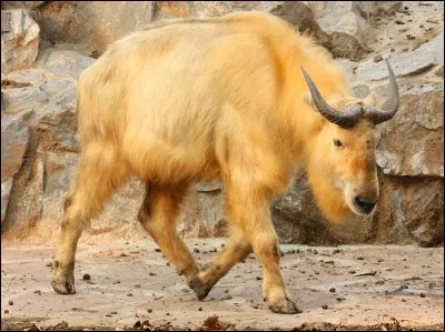 Quel est cet animal ?