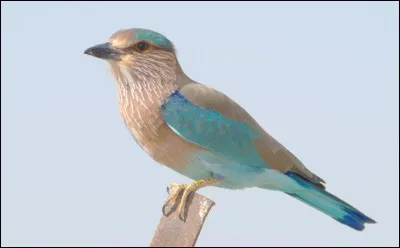 Quel est cet animal ?