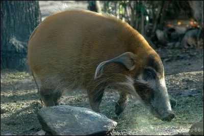 Quel est cet animal ?