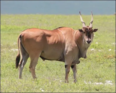 Quel est cet animal ?