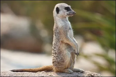 Quel est cet animal ?