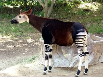 Quel est cet animal ?