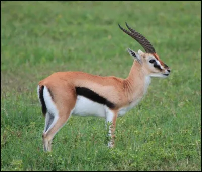 Quel est cet animal ?