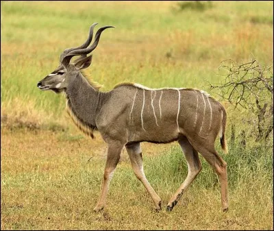 Quel est cet animal ?