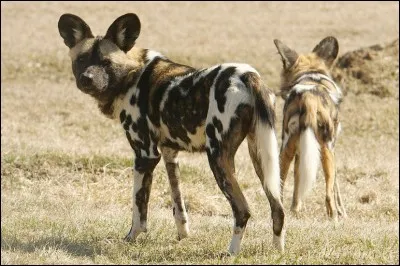 Quel est cet animal ?