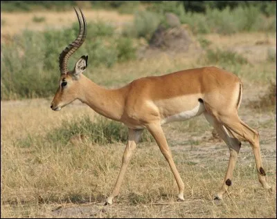 Quel est cet animal ?