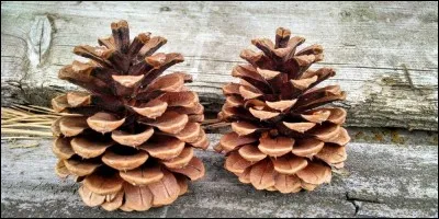 Combien y a-t-il de pommes de pin sur cette image ?