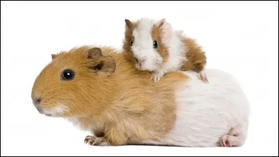 Le cochon d'Inde est un animal de compagnie doux et câlin. Quel est son autre nom ?