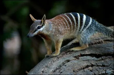 Quel est cet animal ?
