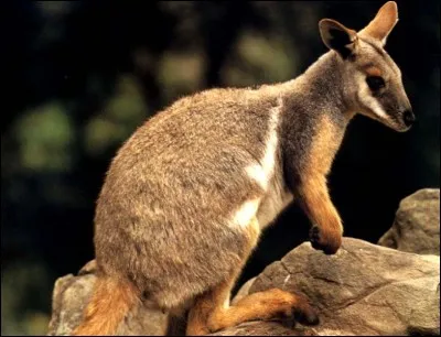 Quel est cet animal ?