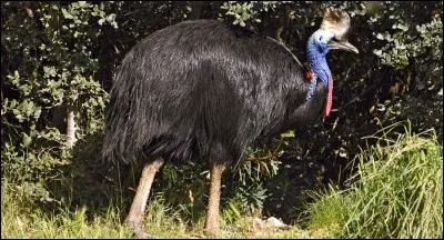 Quel est cet animal ?