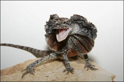 Quel est cet animal ?